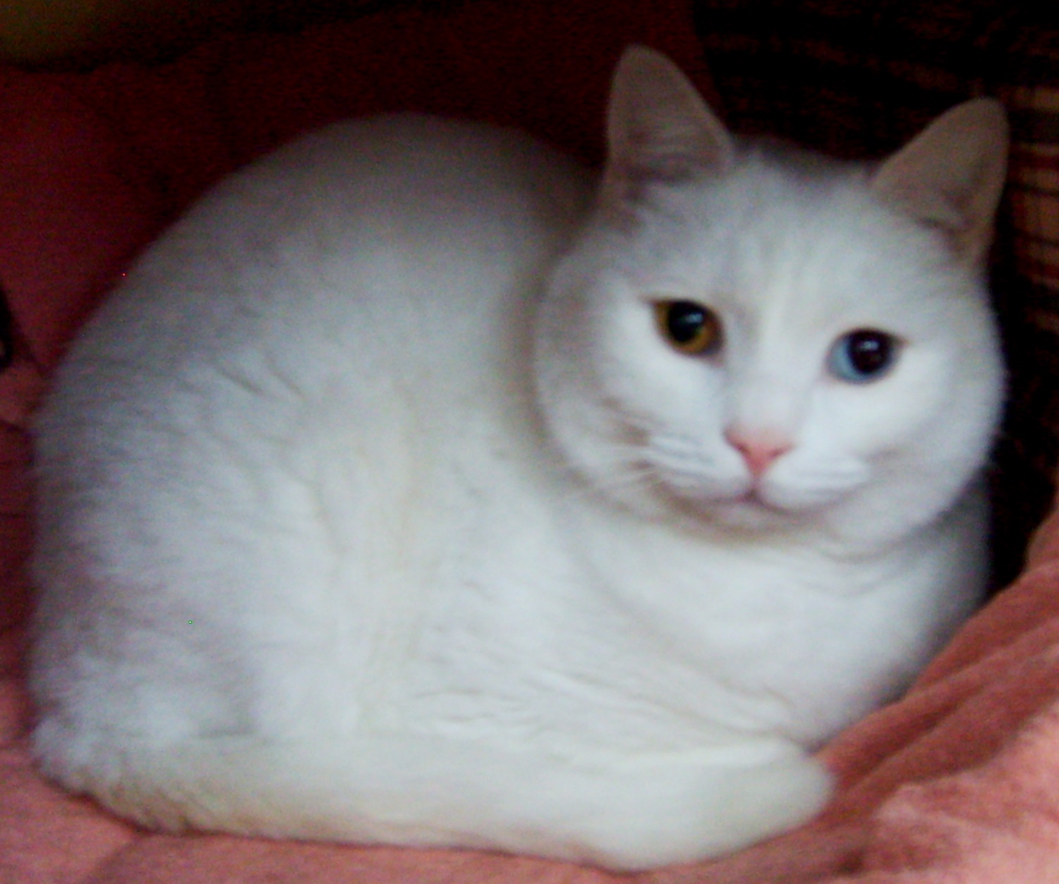Are All White Cats With Blue Eyes Deaf